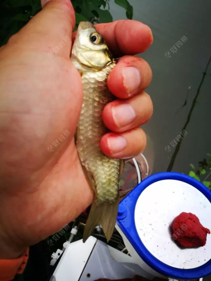 黄金一两奶鲫四号!奶翘一号!换了线组以后就来了一阵小连竿,看傻超哥!