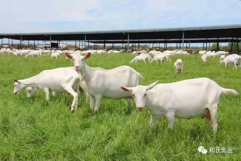 今天,我被一群羊参观了._奶山羊