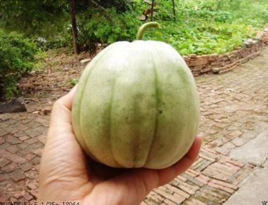 崇明菜瓜品种交关多,夏天忍不住来一口