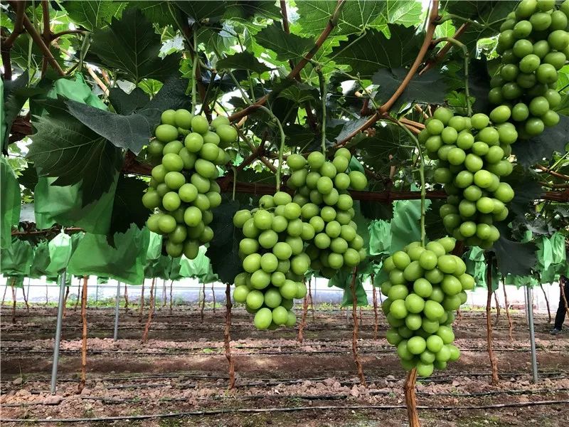 新鲜品质水果中的爱马仕仅136元抢原价240元的西昌阳光玫瑰晴王葡萄