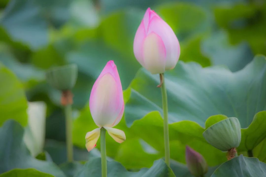 清晨的荷花清爽了整個夏天