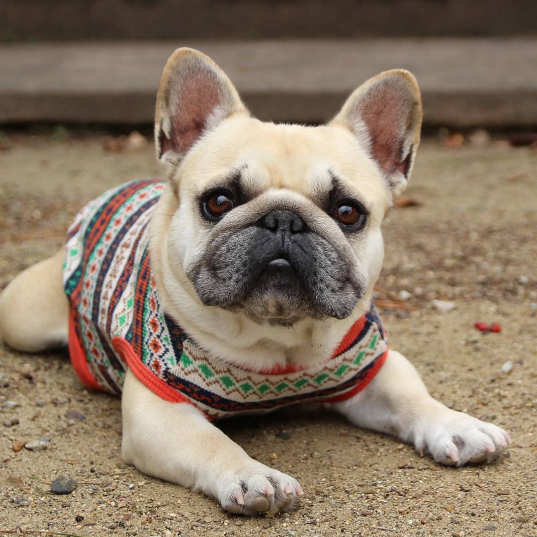 萌宠图片:斗牛犬丑到深处自然萌