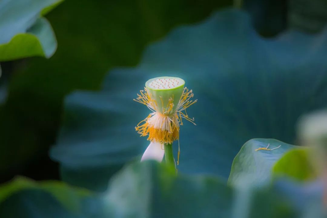 清晨的荷花清爽了整個夏天