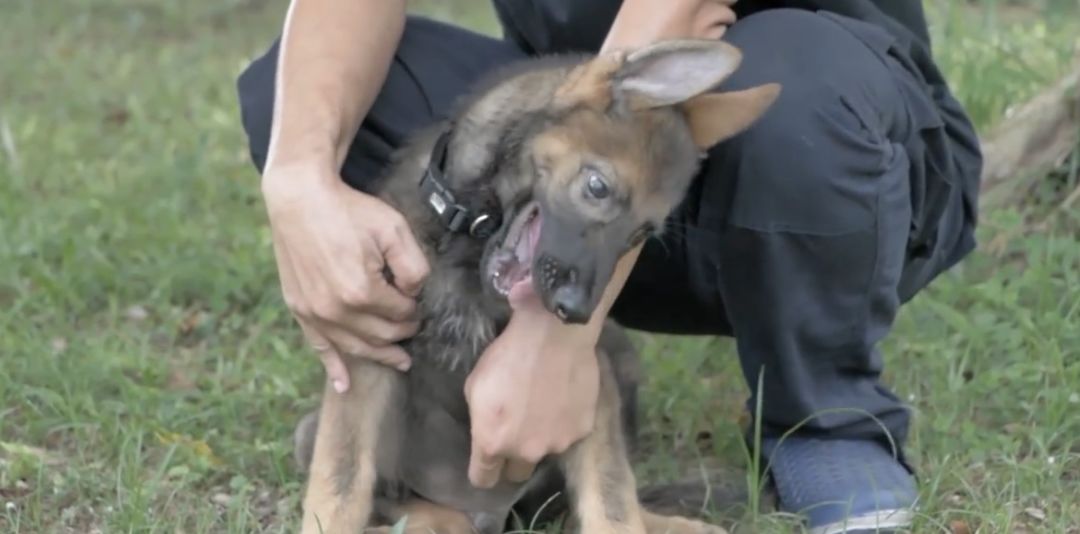 警犬小时候原来这么奶凶敲可爱但也敲凶