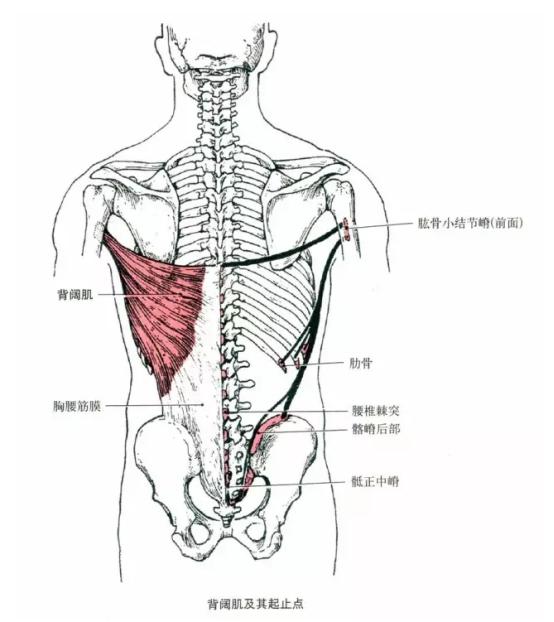 腰部肌肉结节图片