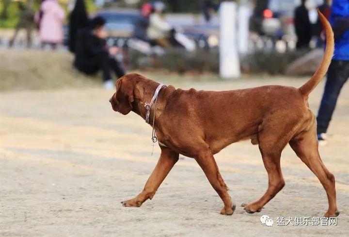 細細盤點,國外哪些犬種適合獵野豬?_獵犬