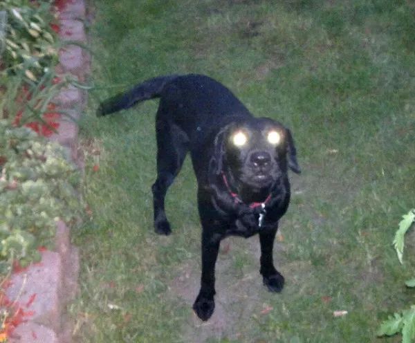 狗头眼睛发光表情包图片