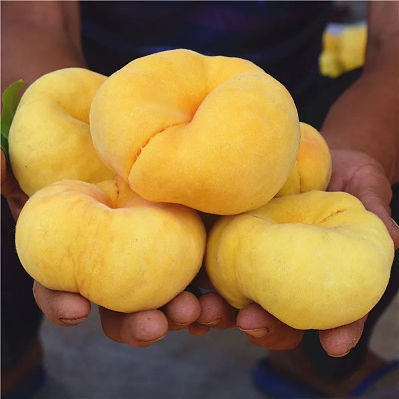 "软萌"的黄金蟠桃,个大味甜,超低价40元/4.5斤!