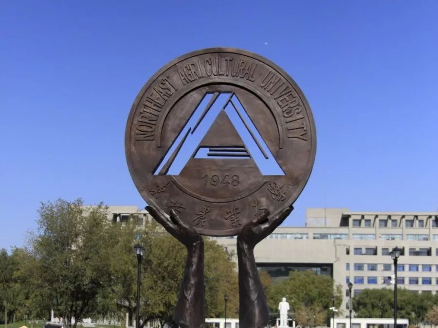 新创∣这里是整整一篇的东农碎碎念