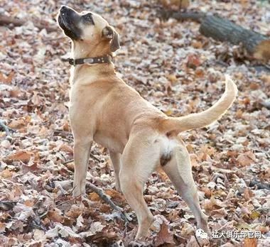 细细盘点,国外哪些犬种适合猎野猪?_猎犬