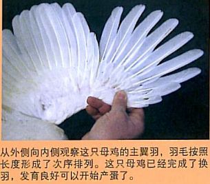 华裕专家说 | 从蛋鸡羽毛脱落看鸡只是否健康_翼羽