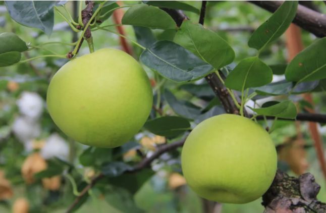 开摘首批6000箱钟山蜜梨搭乘快递班车运往各地