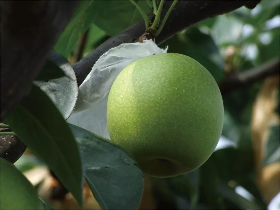 开摘首批6000箱钟山蜜梨搭乘快递班车运往各地