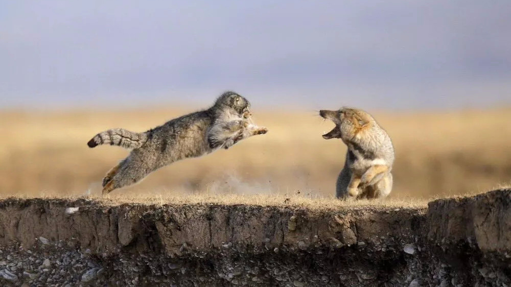 我竟然不知道两个行走的表情包竟然是天敌兔狲vs藏狐
