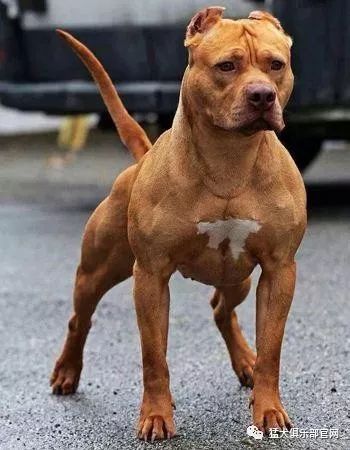 细细盘点国外哪些犬种适合猎野猪