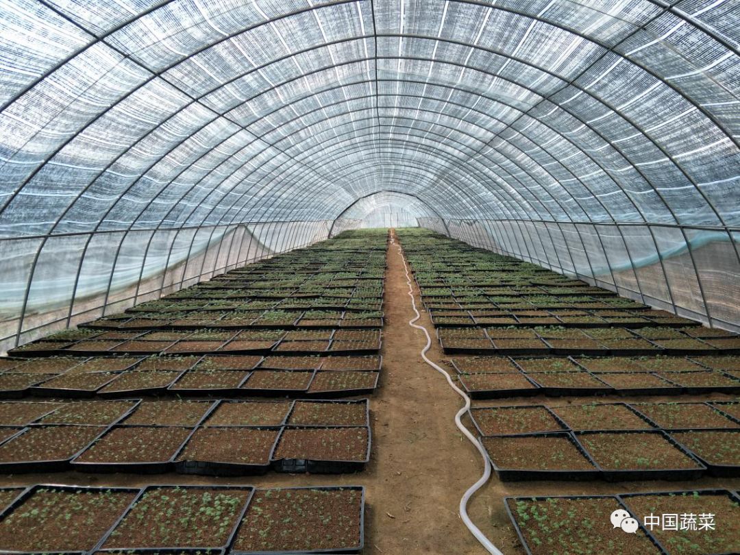 南蔬技术种菜用遮阳网咱们想得太简单了其实人家大有文章