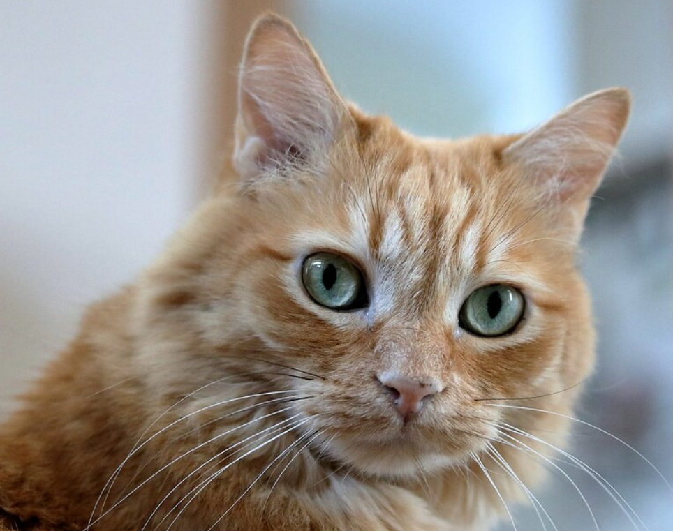 猫耳朵最常见的6个动作真正懂猫的人能靠这些动作懂猫咪心情