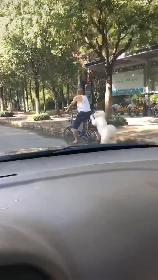 老爷爷遇到上坡路骑不动,萨摩耶像人一样在后面推着,狗:我帮你_大爷