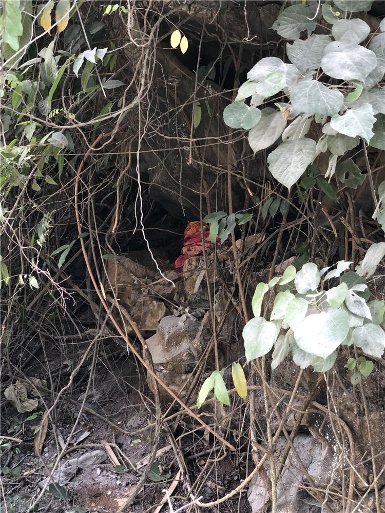 遷墳公告!鋁業礦山路往炸藥倉庫路邊處有一金壇,請趕緊遷移