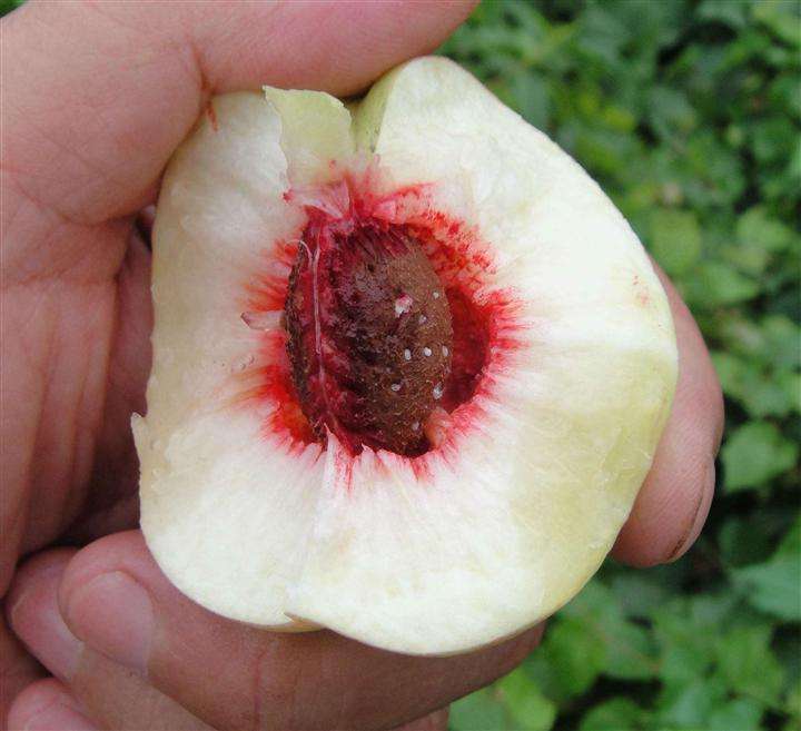 中油珍珠0号油桃苗油桃类的袖珍水果