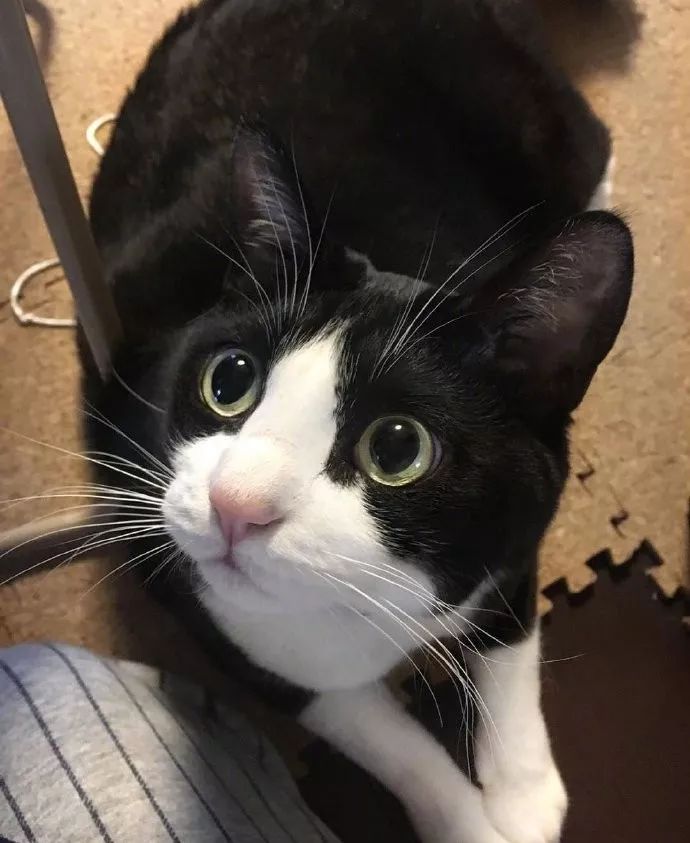 巨大只的奶牛猫破坏力应该大于两只二哈