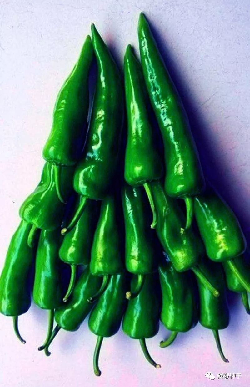 辣妹子牛角椒尖椒泡椒辣椒种子