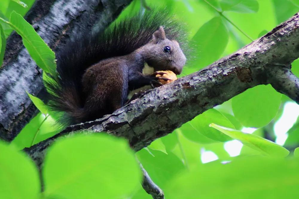 石门坊的松鼠出动啦,快来幽幽绿谷避暑赏松鼠吧!