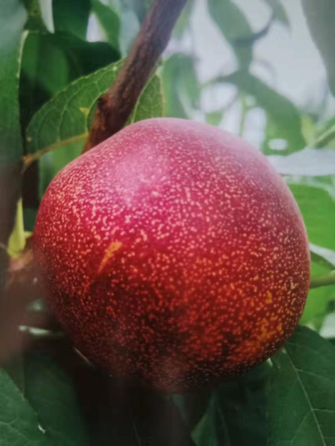 中油珍珠0号油桃苗-油桃类的袖珍水果