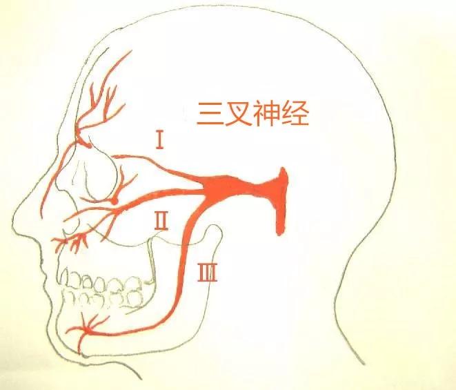 三叉神经痛部位分布图图片