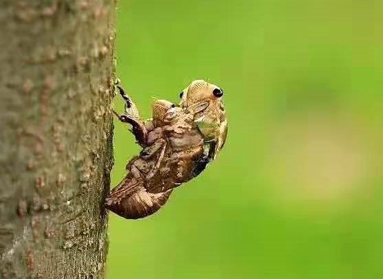 为什么农村金蝉逐渐减少价格飙升到每斤100元问题出在哪里