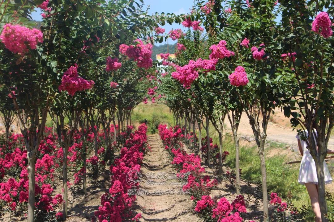 了解了美丽的紫薇,接下来看看华彩三农基地实拍照(拍摄于2019年7月19