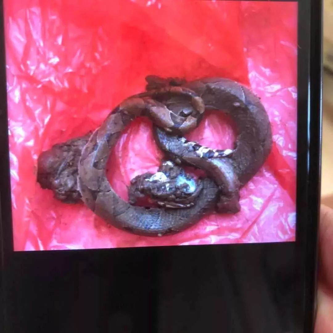 烙铁头蛇嵊州一男子晚上洗澡时被咬伤就因一个不起眼的小动作