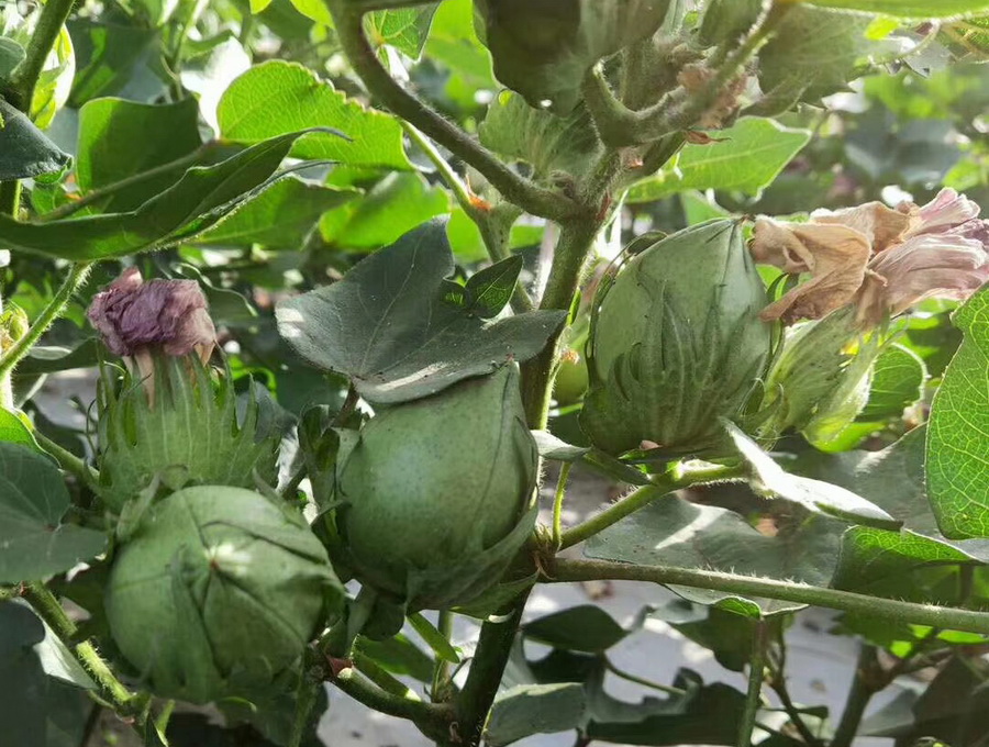 棉花增三桃更能保证产量