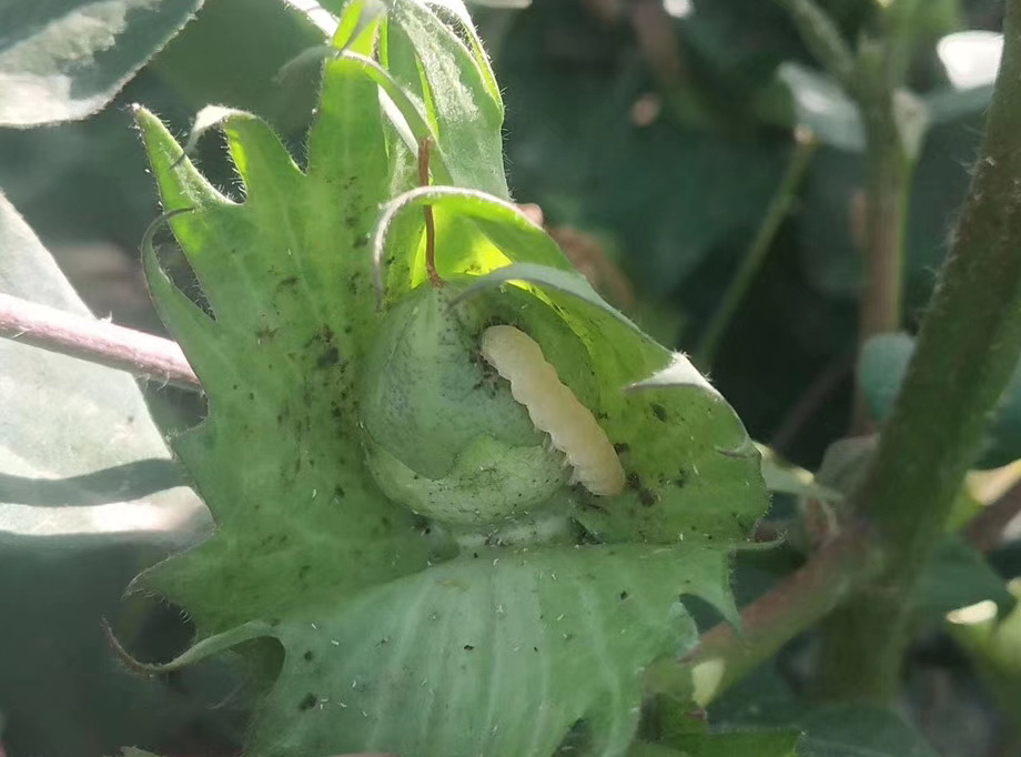 广大棉农注意二代棉铃虫开始为害棉田