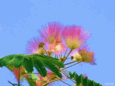 踱步手摇蒲扇不停从早到晚近似恒温日头悬空中文/安然若素七月明年早