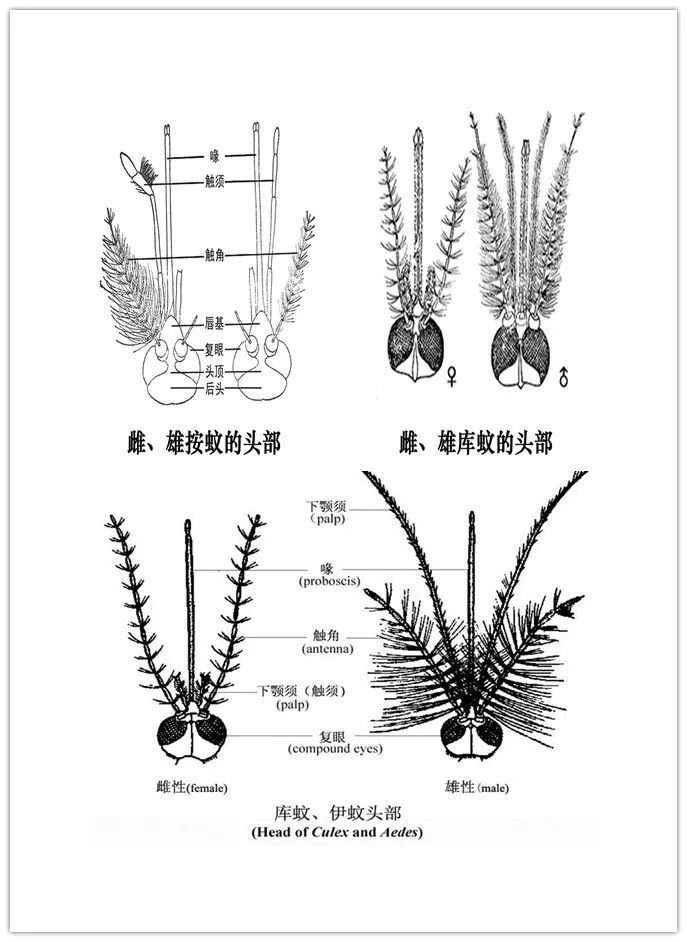 一早被大波蚊子尸体亲切问候,究竟发生了什么?