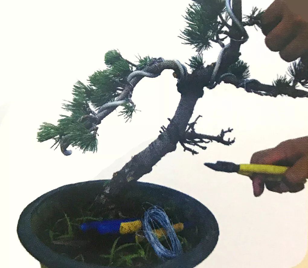 最强最全最细图解:大阪五针松盆景制作过程,懒人园艺福利!