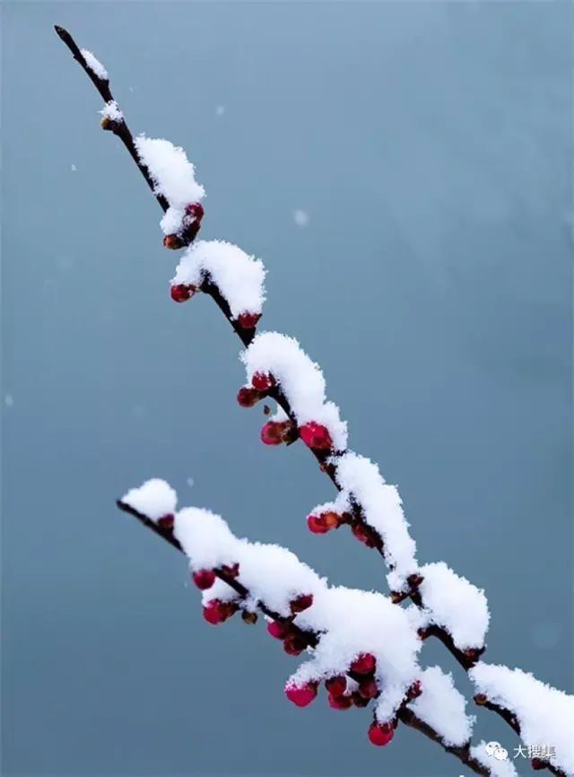 一剪寒梅傲立雪
