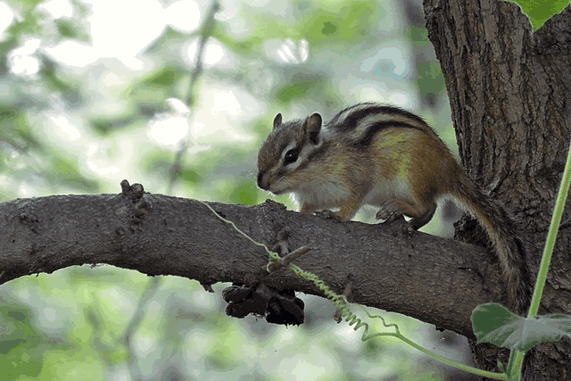 640_427gif 动态图 动图