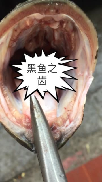 黑鱼的牙齿着实让人看着不寒而栗