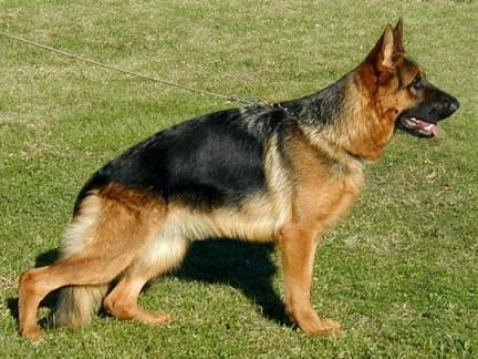 适合做导盲犬的狗狗种类_金毛