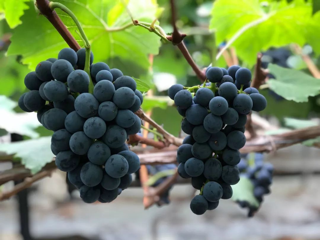 本周四彭山北站葡萄采摘节来了不见不散