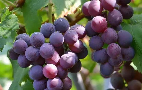 彭山看台 热点话题  阳光透过葡萄叶,斑驳的光影打在葡萄上,让可爱的