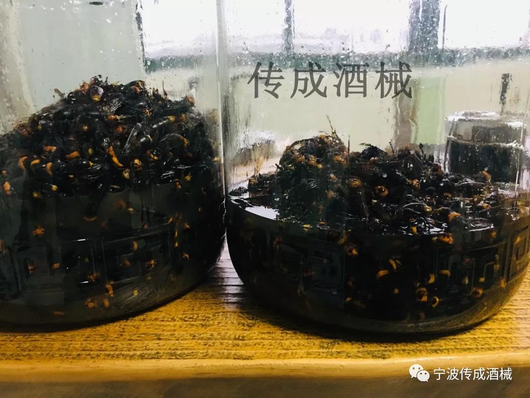 馬蜂可以泡酒嗎泡酒有什麼功效看完值得收藏