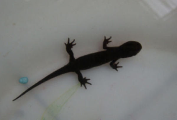 男子误把它当"娃娃鱼"来养,不幸酿成大祸,好奇心反害死猫_蝾螈