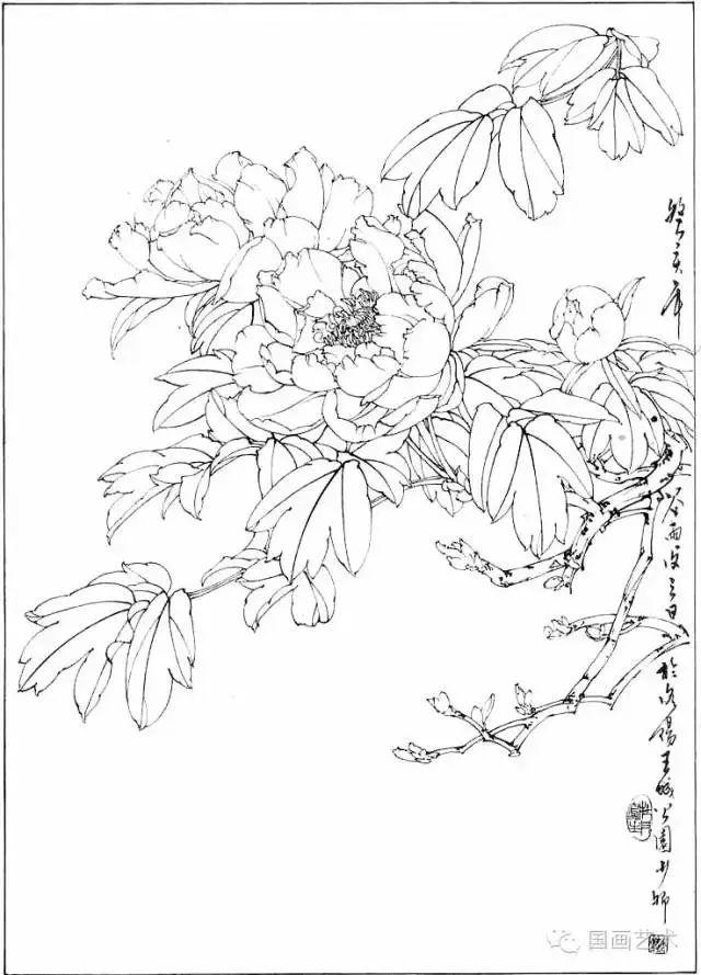 分享一组牡丹白描作品,值得珍藏