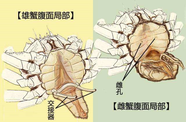蟹的内部结构示意图图片