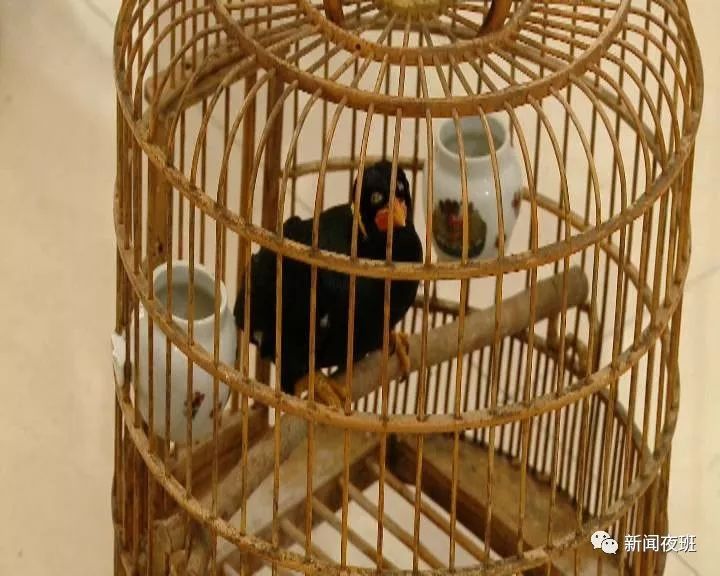 只是因为鹩哥说了一句"你好",19岁男孩深夜来了一波"神操作"