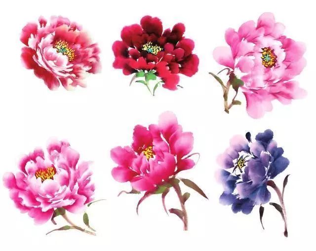 牡丹花头的三十种画法让你学画事半功倍