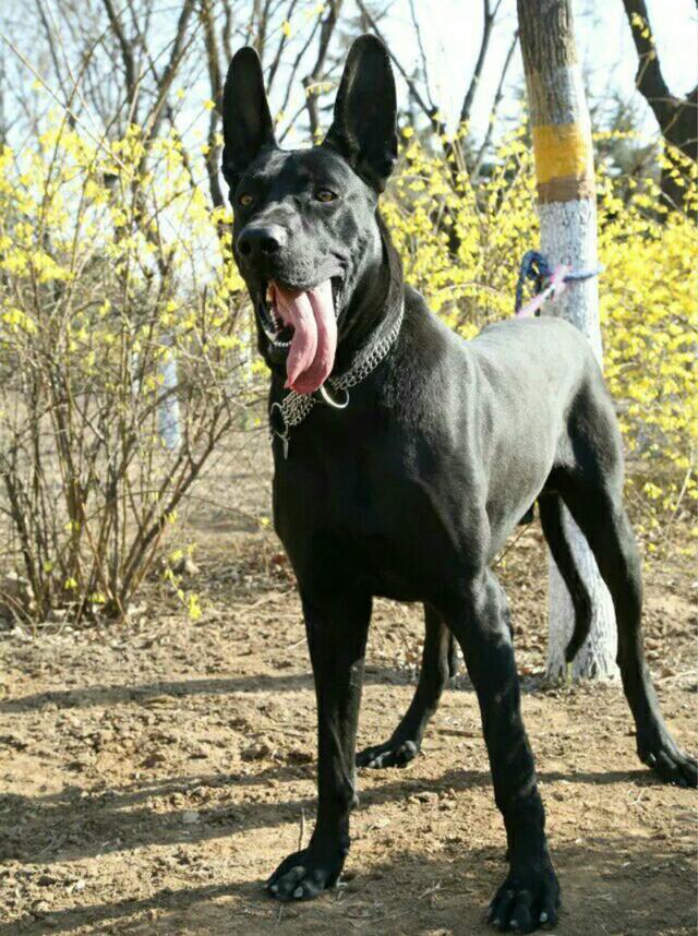 大型黑犬品种大全图片
